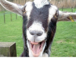 GOATSQUAD824