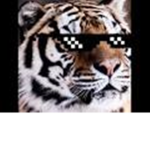 tigerdealwithit