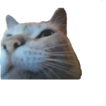 Gatos sin pulgas =V