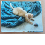 Pumpkin Group He Is A kit Kat
