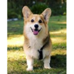 corgi<3