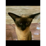 Ropitaaa