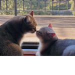 Cats are for Life :3