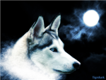 Wolf Extinction