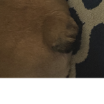 Pig fun buns