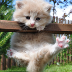 Mochii Paws