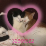 lilmeowmeow