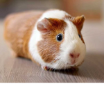 Team guinea pig for days