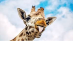 The group for people that like cool things