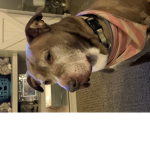 join the group with a dog for a pic