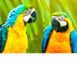 Parrot_Republic