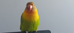 Alekfuzao