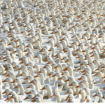 Crested Army