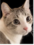 Cat monger
