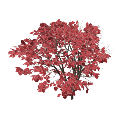 🌌 Japanese Maple Tree - Autumn Red Leaves Park