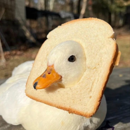 𝕤𝕚𝕝𝕝𝕪!