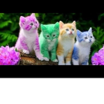 cutest kittens.GIRLS ONLY