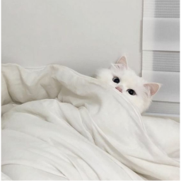 ༺♡༻
