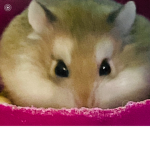 ALL HAIL OUR KING RAT