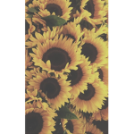 Sunflower Group ( btw call me Emmy!)