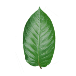 x Leaf Gang x