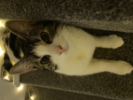 CAT CABIN
