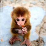 monkeys are cool yay