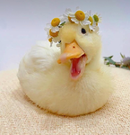 ~duckies clothing