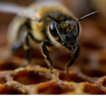The Bee <3