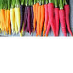 Carrot club n” the carrots