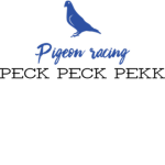 Pigeon Racing