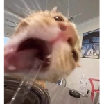 αєѕтнєтι¢ ѕтυff