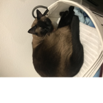 :) Audrey