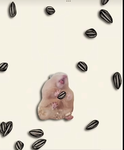 Libra ‘s hams