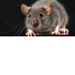 rats groupz