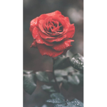 Queen roses <3