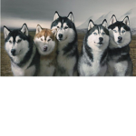 Husky gang gang