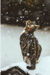 <3cats_4life <3