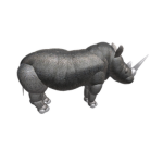 The Rhino Fan Club