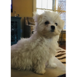 My robux life for adopt me pets