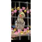 Sunny queen