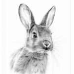 Bunnys are the best <3