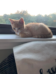 Carrot the kitty