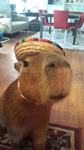 Capybara Buddies!