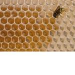 honey cone valley