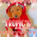 - tropic's angels -