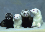 The ferrets