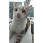 crazyforcats
