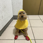Raincoat Dog