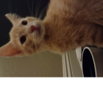 discordnotreal